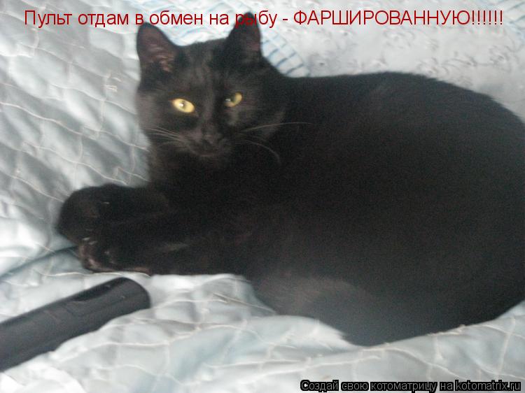 Котоматрица: Пульт отдам в обмен на рыбу - ФАРШИРОВАННУЮ!!!!!!