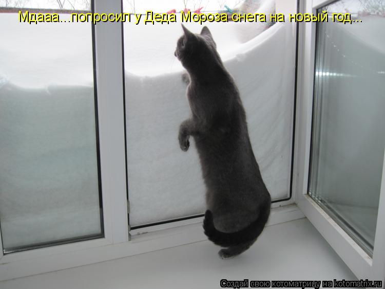Котоматрица: Мдааа...попросил у Деда Мороза снега на новый год...