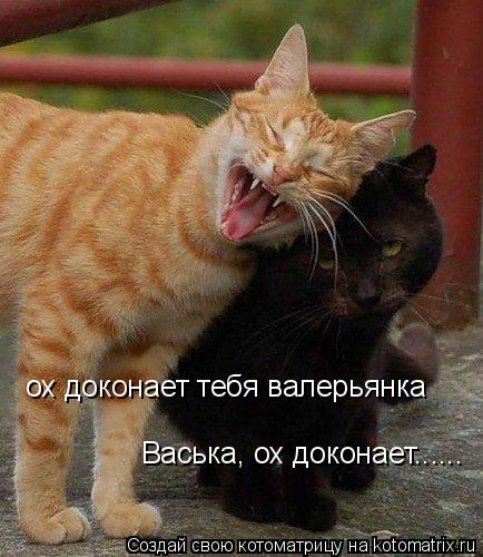 Котоматрица: ох доконает тебя валерьянка  Васька, ох доконает......