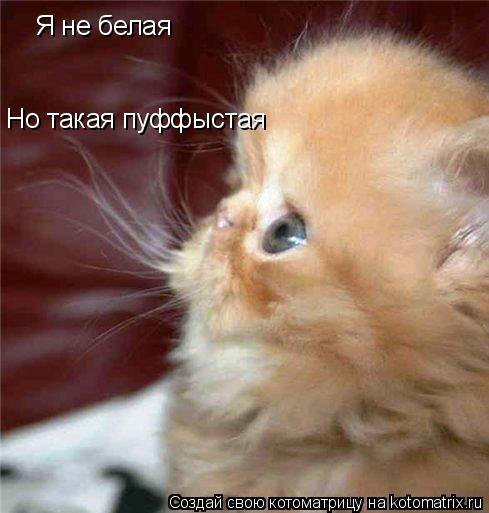 Котоматрица: Я не белая  Но такая пуффыстая