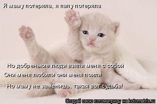 Котоматрица: Они меня любили они меня поили Но добренькие люди взяли меня с собой Я маму потеряла, я папу потеряла Но маму не заменишь, такая вот судьба!