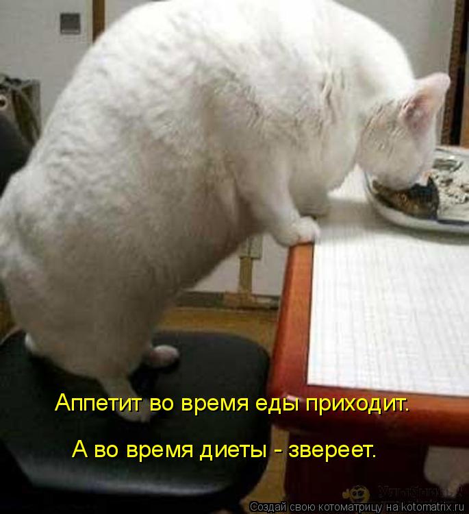 Котоматрица: Аппетит во время еды приходит. А во время диеты - звереет.