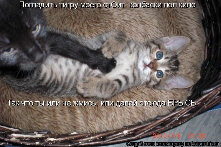 Котоматрица: Погладить тигру моего стОит  колбаски пол кило Так что ты или не жмись, или давай отсюда БРЫСЬ