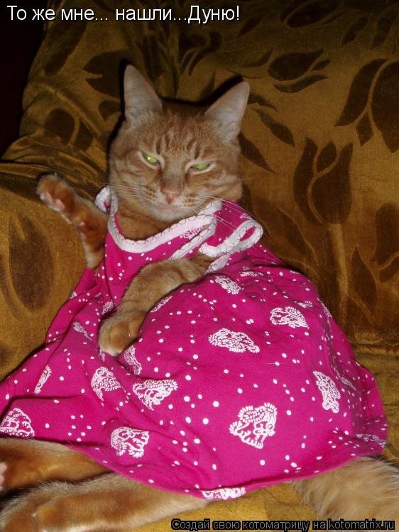 Котоматрица: То же мне... нашли...Дуню!