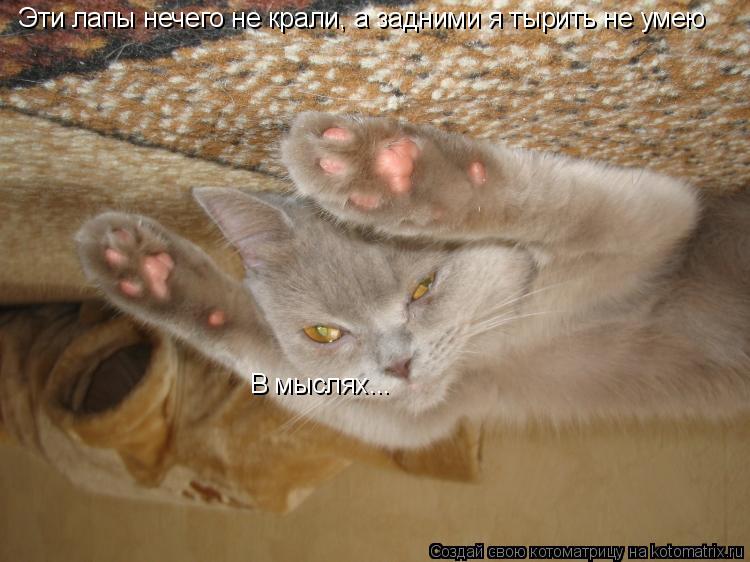 Котоматрица: Эти лапы нечего не крали, а задними я тырить не умею В мыслях...