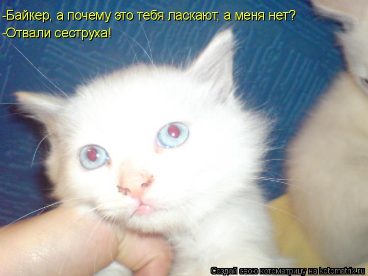 Котоматрица: -Байкер, а почему это тебя ласкают, а меня нет? -Отвали сеструха!