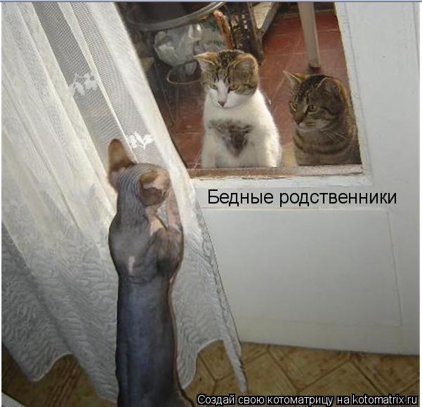 Котоматрица: Бедные родственники