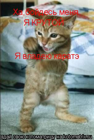 Котоматрица: Ха,бойдесь меня, Я КРУТОЙ Я владею каратэ