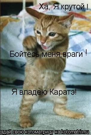 Котоматрица: Ха, Я крутой Бойтесь меня,враги Я владею Каратэ! ! !
