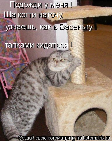 Котоматрица: Подожди у меня ! Ща когти наточу,  узнаешь, как в Васеньку тапками кидаться !
