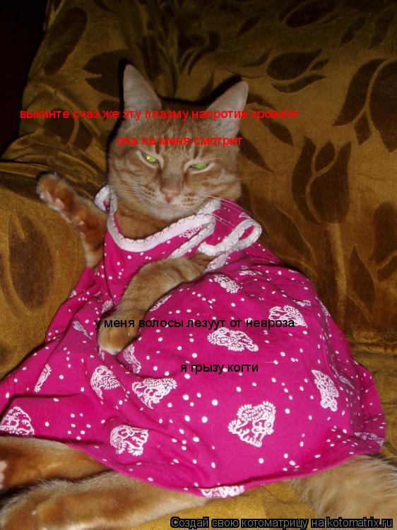 Котоматрица: выкинте счаз же эту плазму напротив кровати она на меня смотрит у меня волосы лезуут от невроза я грызу когти