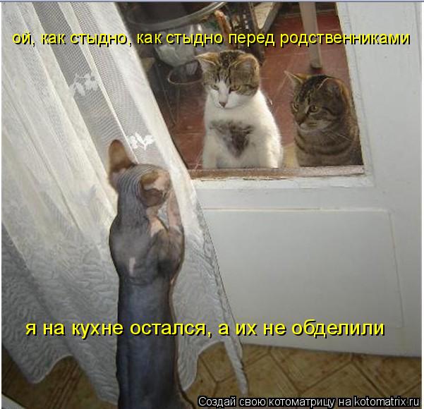 Котоматрица: ой, как стыдно, как стыдно перед родственниками я на кухне остался, а их не обделили