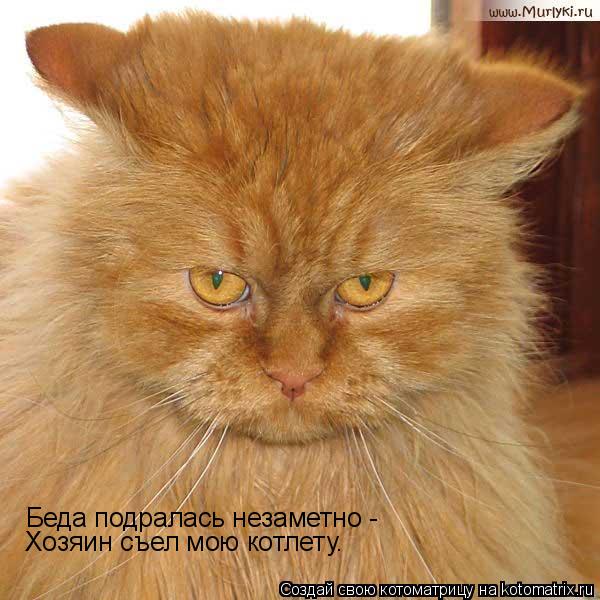 Котоматрица: Беда подралась незаметно - Хозяин съел мою котлету.