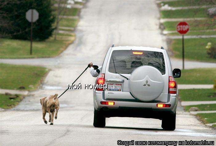 Котоматрица: мой номер