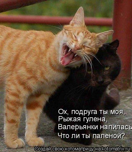 Котоматрица: Ох, подруга ты моя, Рыжая гулена, Валерьянки напилась Что ли ты паленой?