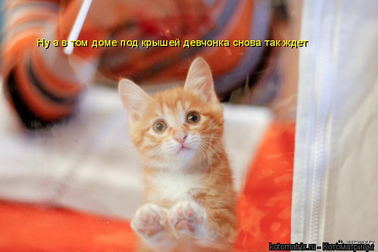 Котоматрица: Ну а в том доме под крышей девчонка снова так ждет