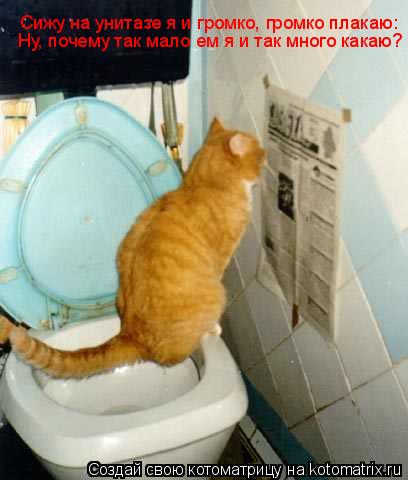 Котоматрица: Сижу на унитазе я и громко, громко плакаю: Ну, почему так мало ем я и так много какаю?