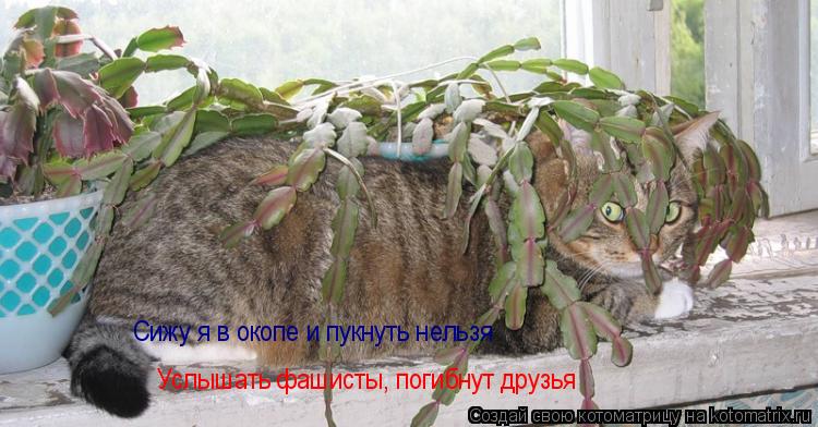 Котоматрица: Услышать фашисты, погибнут друзья Сижу я в окопе и пукнуть нельзя