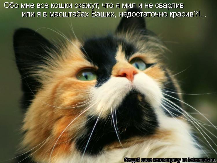 Котоматрица: Обо мне все кошки скажут, что я мил и не сварлив или я в масштабах Ваших, недостаточно красив?!...