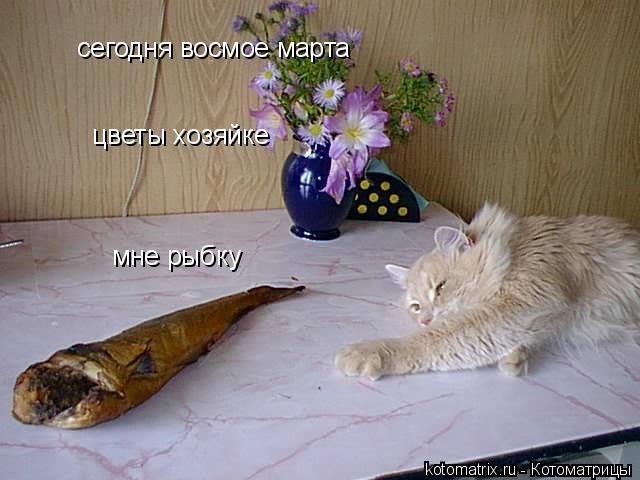 Котоматрица: сегодня восмое марта цветы хозяйке мне рыбку