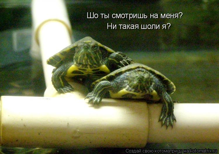 Котоматрица: Шо ты смотришь на меня?  Ни такая шоли я?