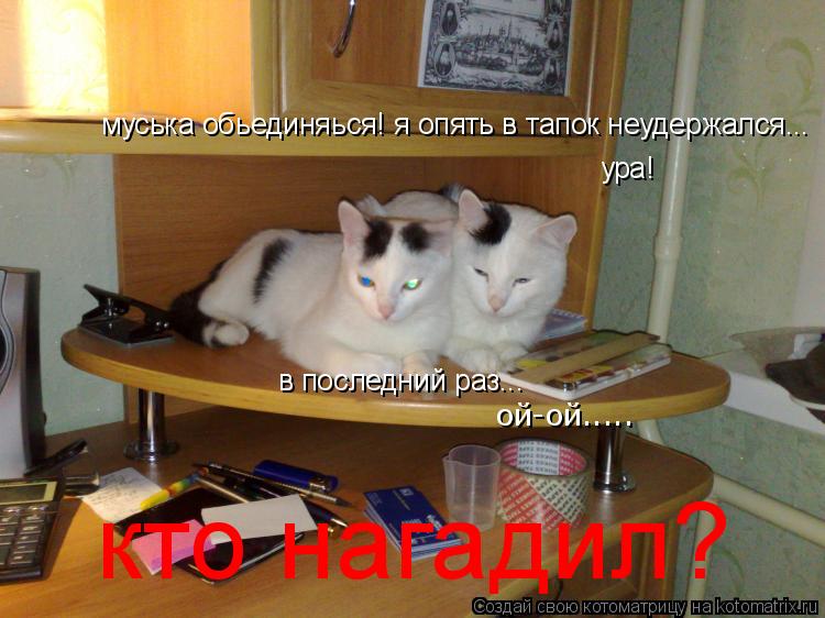 Котоматрица: муська обьединяься! я опять в тапок неудержался... в последний раз... ура! кто нагадил? ой-ой.....