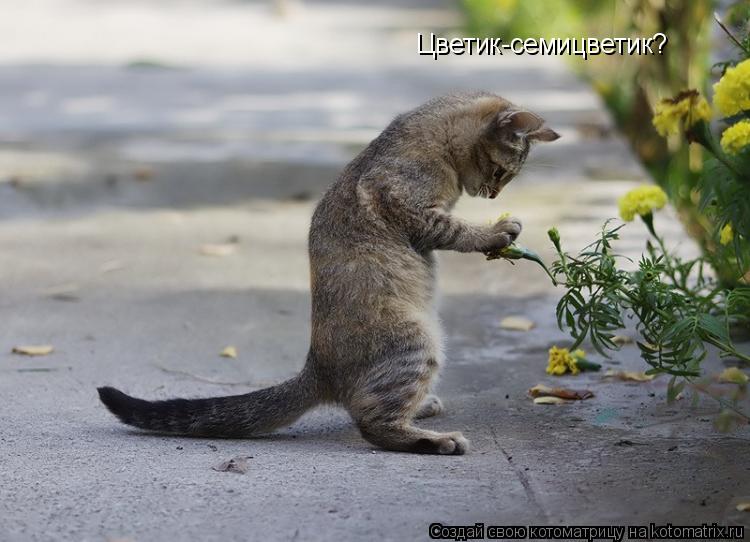 Котоматрица: Цветик-семицветик?
