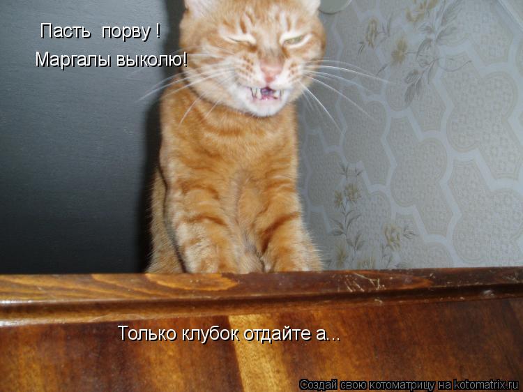 Котоматрица: Пасть  порву !  Маргалы выколю!   Только клубок отдайте а...