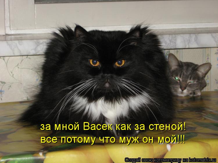 Котоматрица: за мной Васек как за стеной! все потому что муж он мой!!!