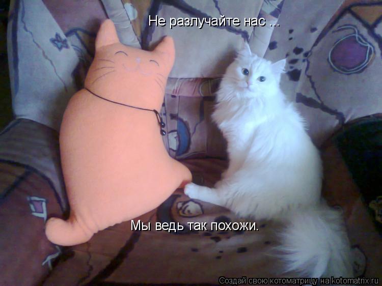 Котоматрица: Не разлучайте нас ...  Мы ведь так похожи.