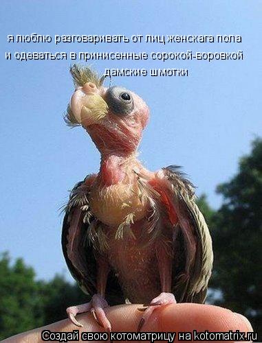 Котоматрица: я люблю разговаривать от лиц женскага пола и одеваться в принисенные сорокой-воровкой дамские шмотки