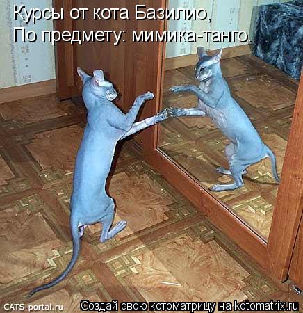 Котоматрица: Курсы от кота Базилио, По предмету: мимика-танго.