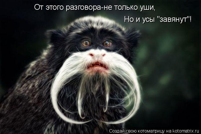 Котоматрица: От этого разговора-не только уши, Но и усы "завянут"!