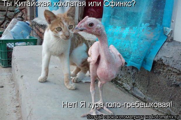 Котоматрица: Ты Китайская хохлатая или Сфинкс?  Нет! Я кура голо-гребешковая!