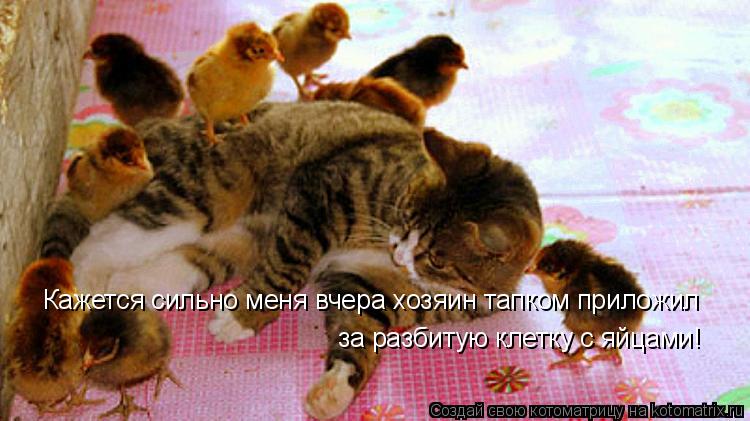 Кажется сильно меня вчера хозяин тапком приложил за разбитую клетку с яйцами!... Котоматрица: Кажется сильно меня вчера хозяин тапком приложил за разбитую клетку с яйцами!