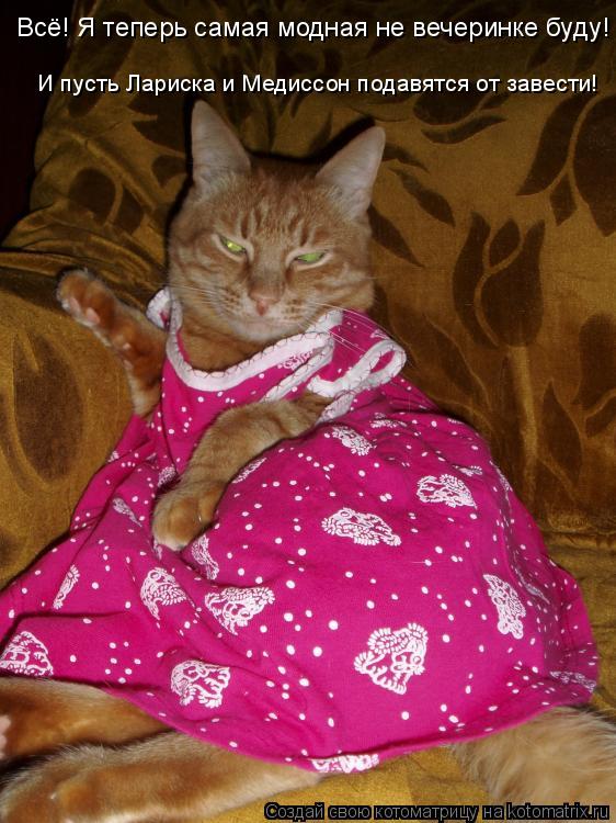 Котоматрица: Всё! Я теперь самая модная не вечеринке буду! И пусть Лариска и Медиссон подавятся от завести!