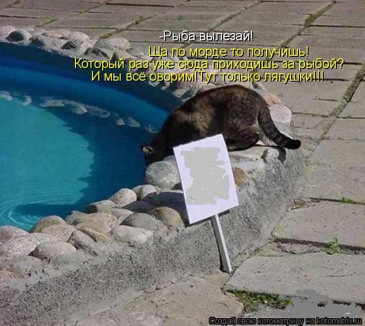 Котоматрица: -Рыба вылезай! Ща по морде то получишь! Который раз уже сюда приходишь за рыбой? И мы всё оворим!Тут только лягушки!!!