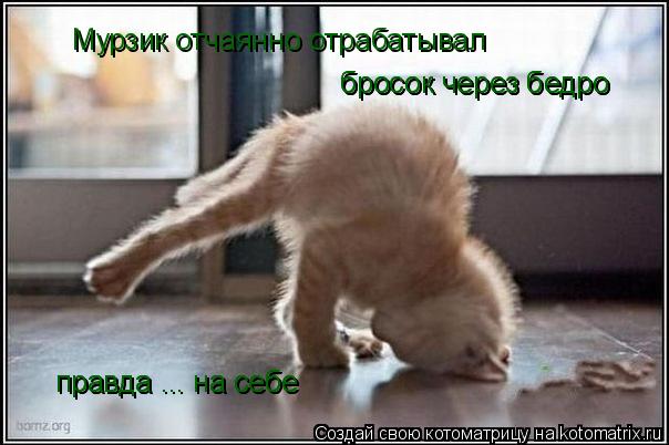 Котоматрица: Мурзик отчаянно отрабатывал бросок через бедро бросок через бедро правда ... на себе правда ... на себе