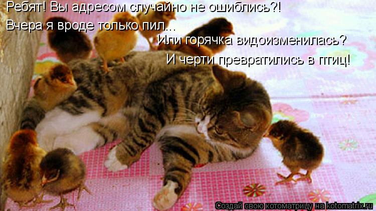 Котоматрица: Вчера я вроде только пил... Или горячка видоизменилась? Ребят! Вы адресом случайно не ошиблись?! И черти превратились в птиц!