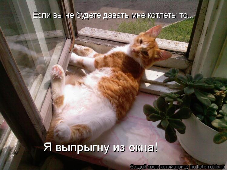 Котоматрица: Если вы не будете давать мне котлеты то... Я выпрыгну из окна!