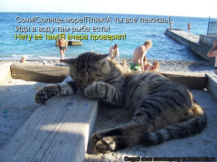 Котоматрица: Сочи!Солнце,море!Пляж!А ты всё лежишь! Иди в воду там рыба есть! Нету её там!Я вчера проверял!
