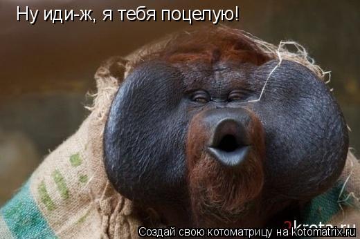 Котоматрица: Ну иди-ж, я тебя поцелую!