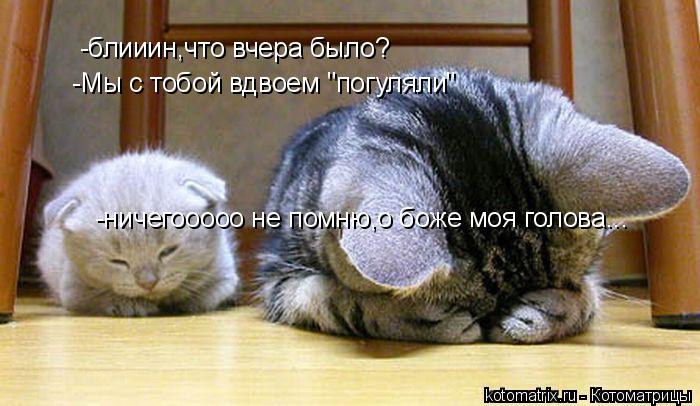 Котоматрица: -блииин,что вчера было? -Мы с тобой вдвоем "погуляли" -ничегооооо не помню,о боже моя голова...