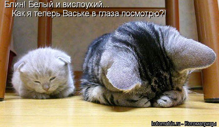 Котоматрица: Блин! Белый и вислоухий... Как я теперь Ваське в глаза посмотрю?!