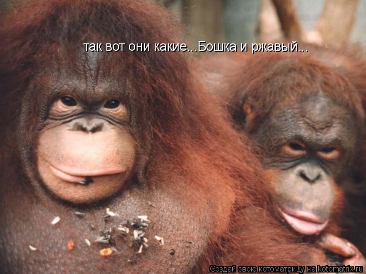 Котоматрица: так вот они какие...Бошка и ржавый...