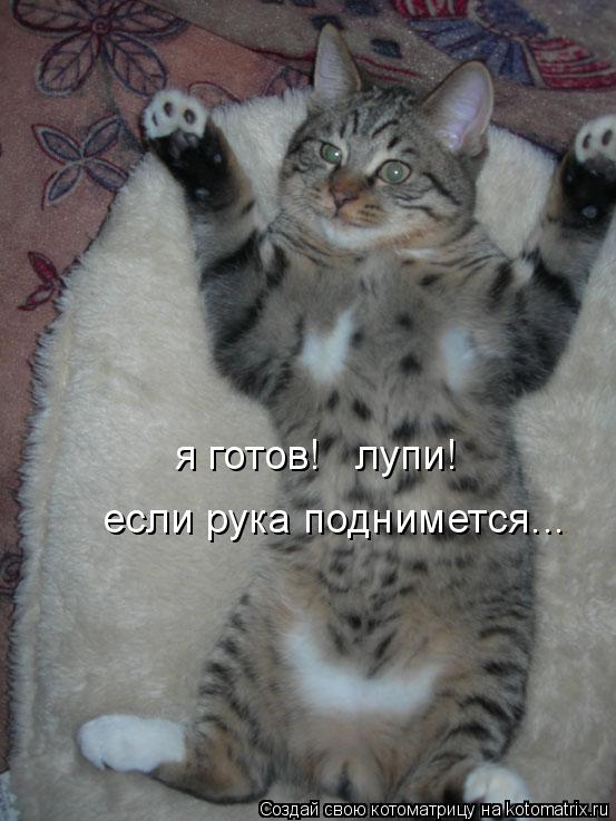 Котоматрица: я готов!   лупи! если рука поднимется...