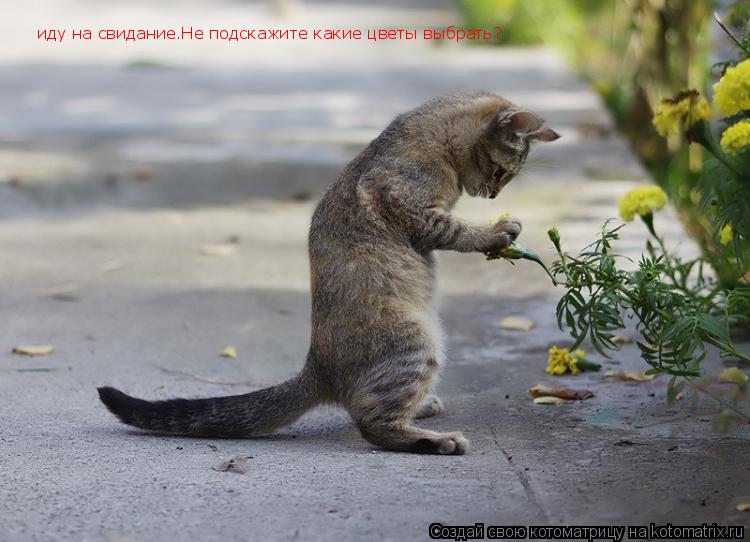Котоматрица: иду на свидание.Не подскажите какие цветы выбрать?
