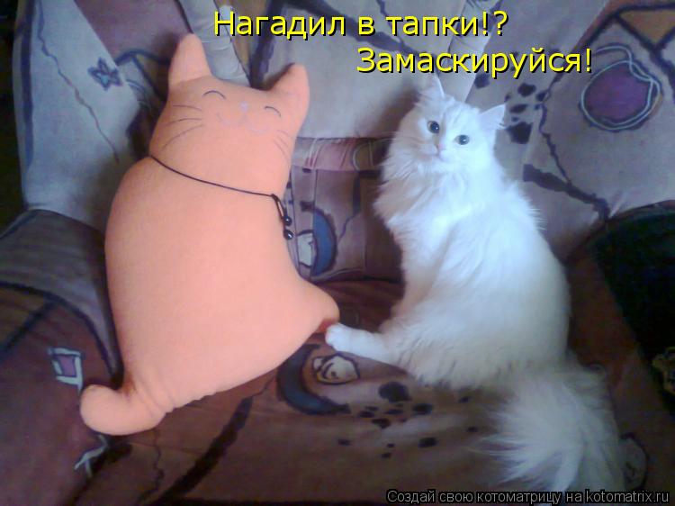 Котоматрица: Нагадил в тапки!? Замаскируйся!