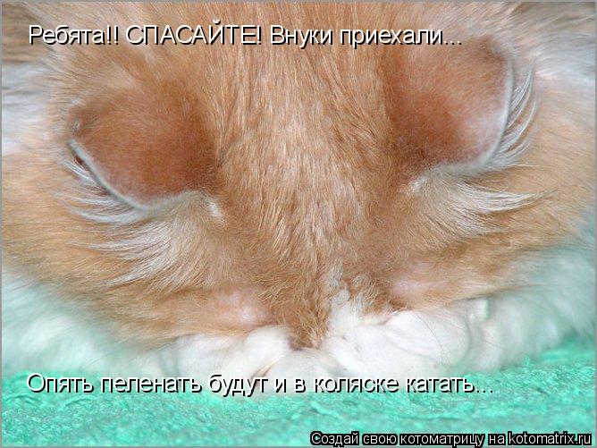 Котоматрица: Ребята!! СПАСАЙТЕ! Внуки приехали... Опять пеленать будут и в коляске катать...