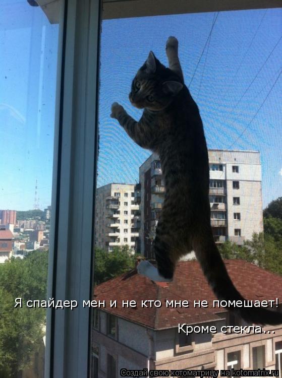 Котоматрица: Я спайдер мен и не кто мне не помешает! Кроме стекла...